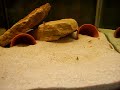 hemichromis
