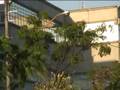 videos de arvores