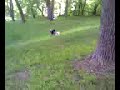 Shadow and Toto BFF