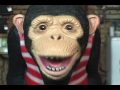 PREGNANT MAN INTERVIEW, JONAS BROS PURITY RINGS ON BLOG MONKEY