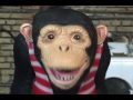 PREGNANT MAN INTERVIEW, JONAS BROS PURITY RINGS ON BLOG MONKEY