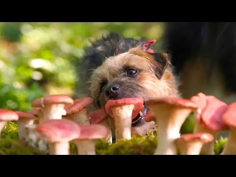Preview Trailer Doggy Style, trailer del film di Josh Greenbaum, divertente commedia vietata ai minori sui cani e sulle complicazioni dell’amore