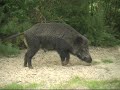 Veluwe
