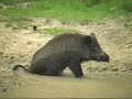 Wild Pig having a Ball, Veluwe