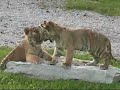 Tiger Cubs Playing While Waiting For Breakfast