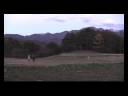 ボーダーコリーの遠隔操作　Remote control of border collie