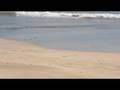 キャバリアのリリー　お伊勢浜海水浴場　２００８年１０月２日