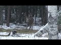 Canadian Pointer