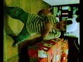 EN SU MARCADITO FUERTE DADDY YANKEE (BEBO)