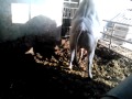 Click here to watch this video Fattoria Cornetti Monta naturale - Mating natural
