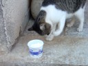 The Polite Cat