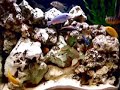 Malawi Cichlids 3