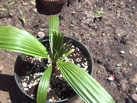 how to transplant mexican fan palm