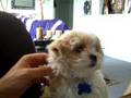 Young Moxie