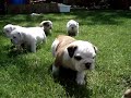Englische Bulldogge Welpen Englische Bulldogge Welpen