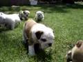 Englische Bulldogge Welpen