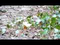 videos de Coccothrautes coccothraustes