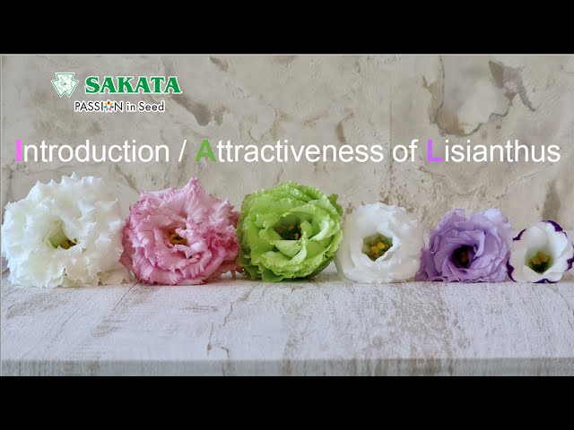 Introduction Attractiveness of Lisianthus 2023/01/05
