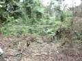 videos de Muhanga-foresta.wmv