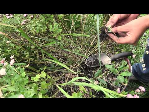 how to transplant mums in fall