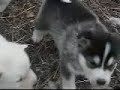 Alaskan Malamute Puppies For Sale