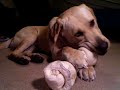 Meet Chico, My Labrador with Centronuclear Myopathy