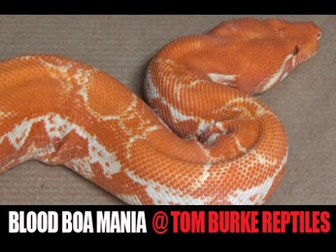 YouTube reptile video