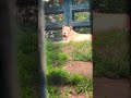 豪汗g⑱ホワイトライオン・白獅子・リズムちゃん・沖縄こどもの国・・・White_Lion・Okinawa Zoo & Museum(20260814)