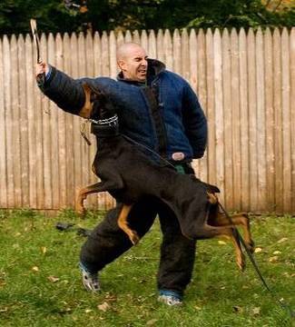 dog training - Dog Training. How to train a dog to attack. guard dog breeds are being trained to attack and protect using muzzles, hidden sleeve training, dog bite suits, a...