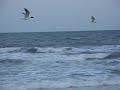 Multiple Seagulls Taking Flight at Myrtle Beach