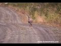 Red Lake wildlife