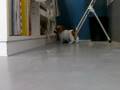 ジャックラッセルテリアの子犬