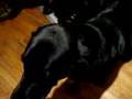 Borzoi video