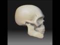 videos de Skull Turn Table
