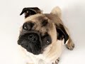 Please Adopt - Petfinder.com