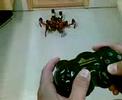 Lynxmotion Phoenix hexapod