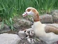 ヒヨコの受難