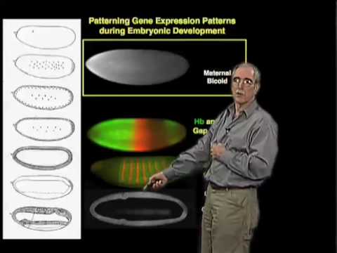 Formao do padro do corpo de Drosophila