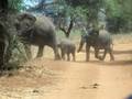 videos de Elephant Crossing