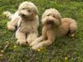 Labradoodles at Doggie Boot Camp