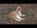 Pumpkin Pie the Cat Returns