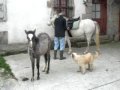 Poniendo la silla a Txasbi por primera vez.avi