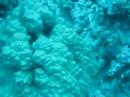 Goatfish Chases Whitemouth Moray Eel