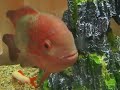 chocolate cichlids chocolate cichlids