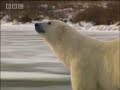 Polar bears playing - BBC wildlife