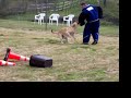 Biting Labrador