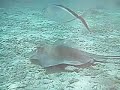 Stingray St. Thomas USVI