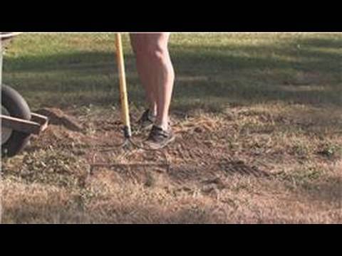 how to grow rye grass