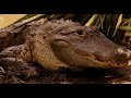 3/5 Nature Shock: The Zombie Alligators 3/5 Nature Shock: The Zombie Alligators