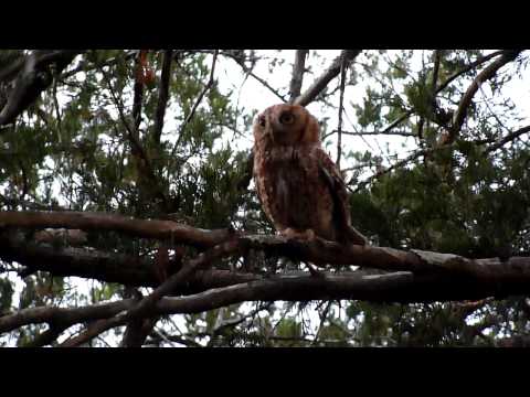 how to locate owls